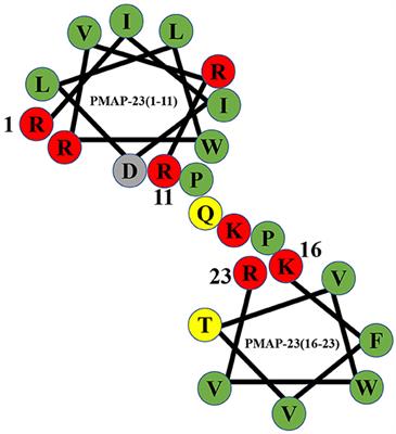 Porcine Myeloid Antimicrobial Peptides: A Review of the Activity and Latest Advances